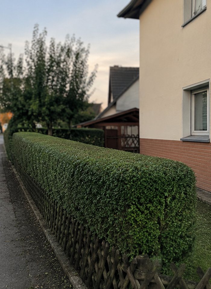 Hecke nach dem Schnitt